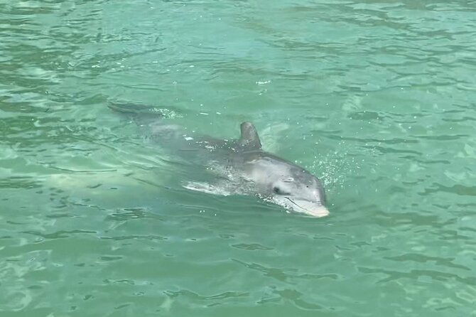 4 Hour Dolphin and Sandbar Cruise