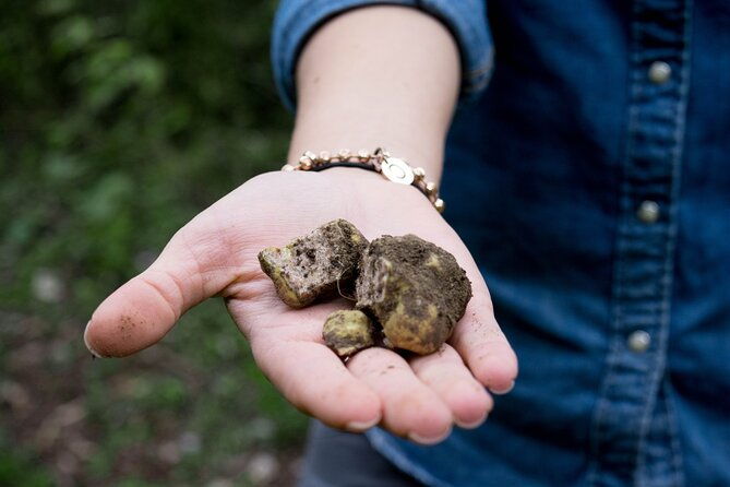 5-hours-truffle-hunt-experience-with-cooking-class