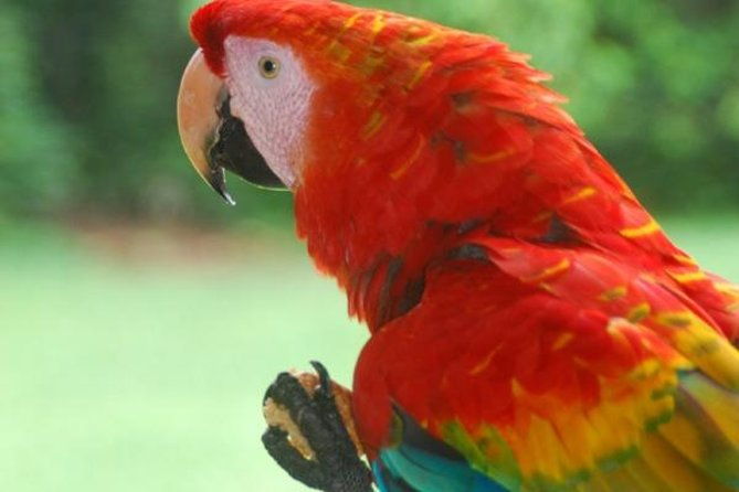 8-day-tour-from-lima-machu-picchu-and-the-amazon-jungle