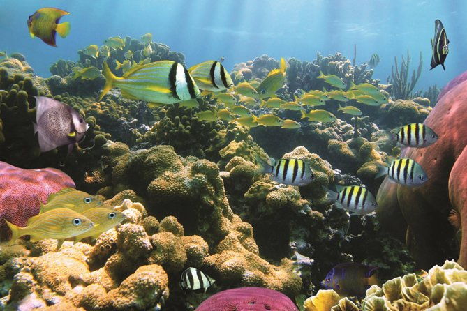 Afternoon Hawaiian Green Sea Turtle and Dolphin Snorkel and Sail