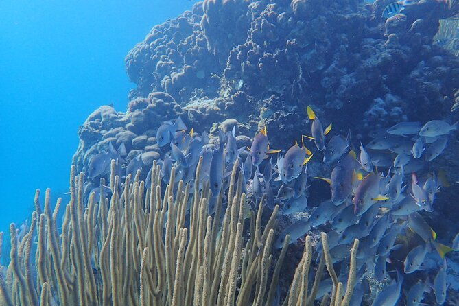 all-inclusive-full-day-hol-chan-snorkeling-tour