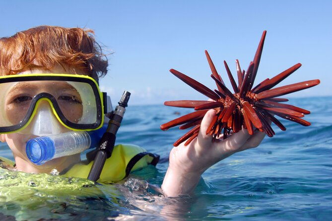 All-Inclusive Sunset Dolphin Watch and Snorkeling Cruise