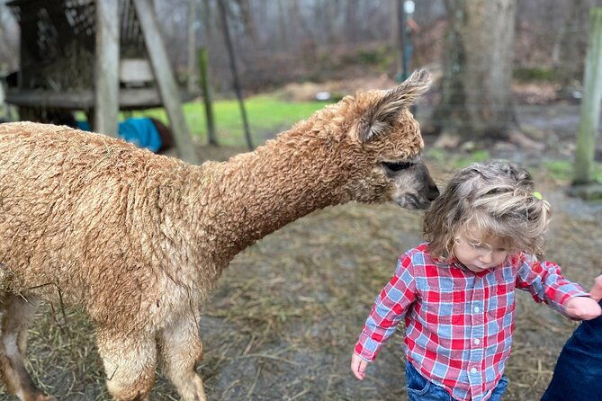 Alpaca and Llama Encounter With Guided Walk
