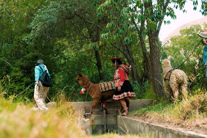 alpaca-walk-natural-dye-tour-a-memorable-full-day-experience