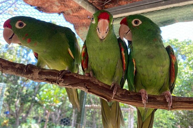 animal-rescue-center-around-san-jose-experience-tour