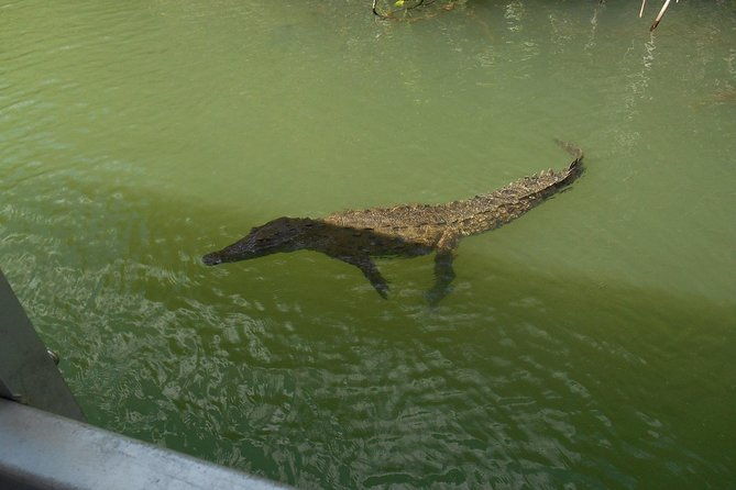 appleton-estate-ys-falls-and-black-river-safari-private-tour