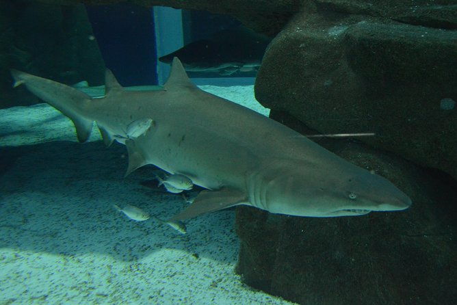 aqua-rio-olympic-boulevard-tour-rio-de-janeiro-by-pepe-rio-tours