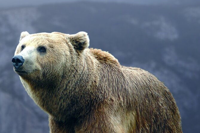 bears-sanctuary-draculas-castle-brasov-day-trip-private-tour-from-bucharest