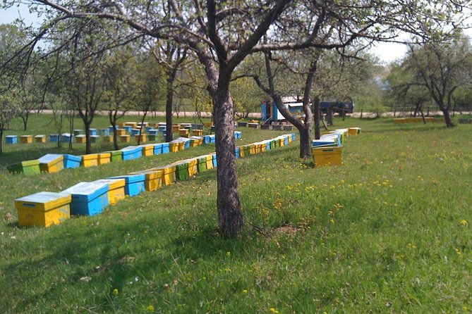 bees-adventure-in-romania-private-day-trip-from-bucharest