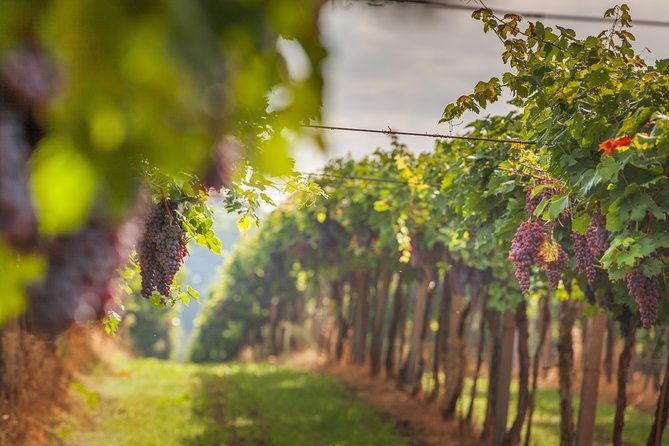 best-of-tuscany-private-tour-siena-san-gimignano-monteriggioni