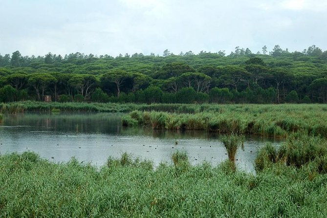 bird-watching-in-albufeira-lagoon