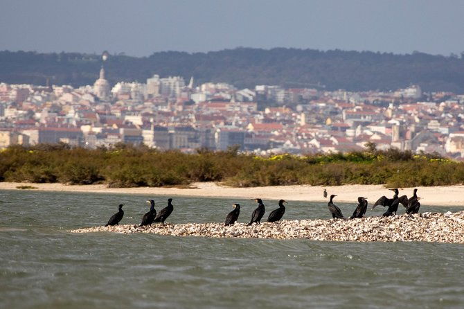 birdwatching-boat-tour-so-close-to-lisbon