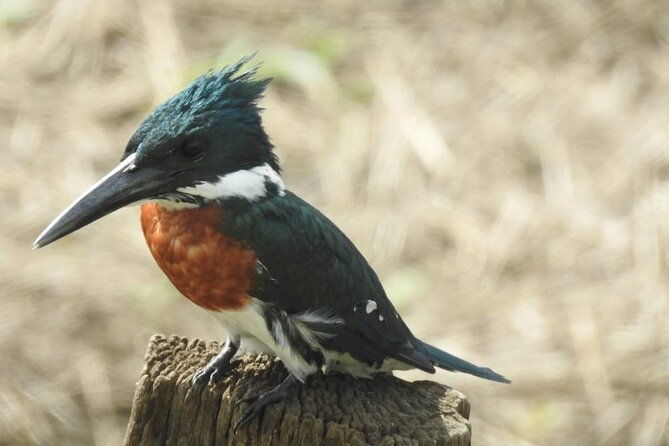 birdwatching-tour-in-tapanti-national-park