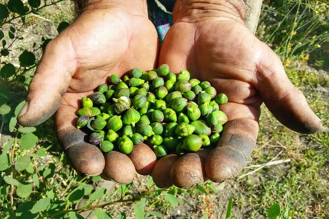 cappero-di-salina-a-unique-tasting-experience