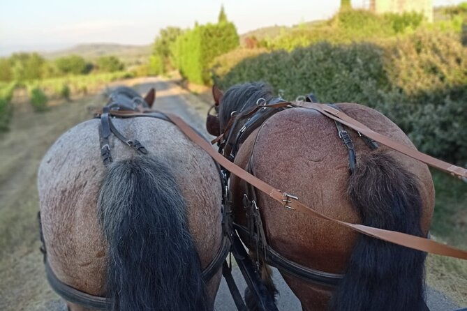 carriage-rides-in-the-heart-of-the-luberon