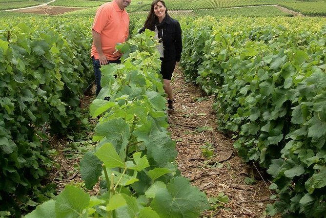 champagne-area-small-group-tour-including-a-top-champagne-house-family-winery