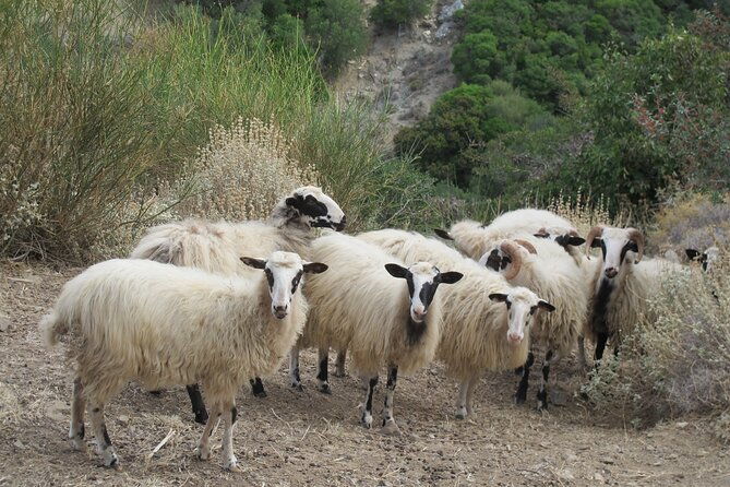 chania-nature-villages-white-mountains-unique-cretan-lunch-2