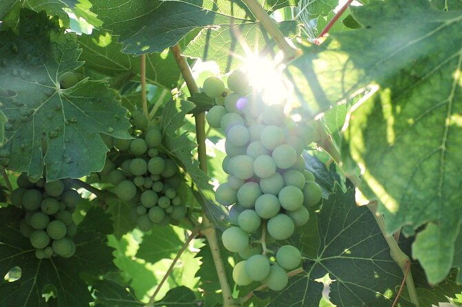 chianti-wine-tour-two-wine-tastings-vineyards-and-cellar-visit