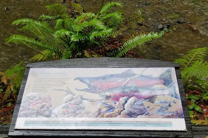 combo-tour-muir-woods-sausalito-and-sonoma-wine-country-tour-2