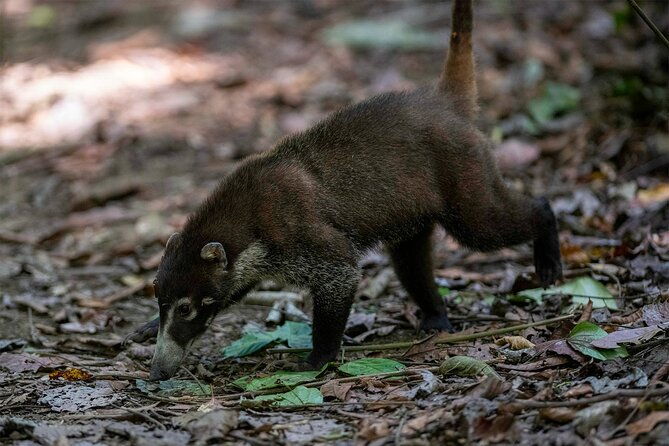 corcovado-sirena-cano-island-snorkel-2-seperate-days