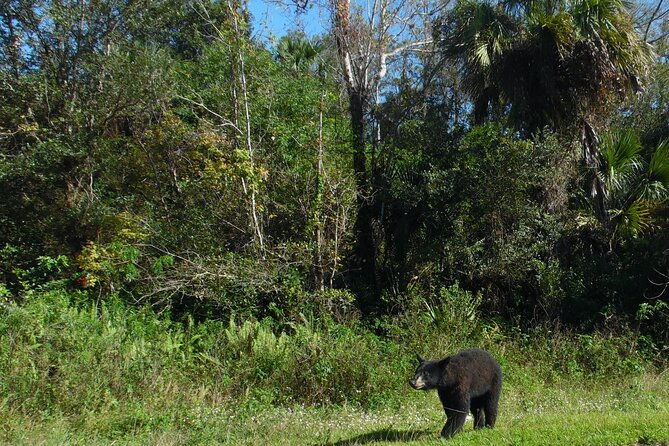 dark-skys-in-the-florida-everglades