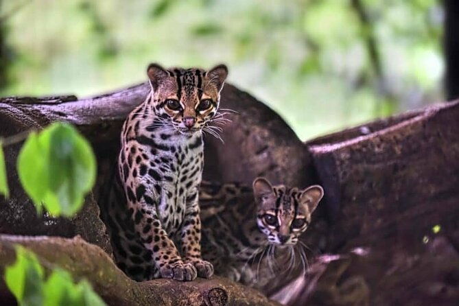 day-tour-doka-estate-poas-volcano-and-la-paz-waterfalls