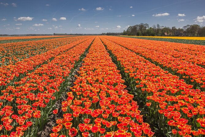 day-trip-to-famous-tulip-route-in-noordoostpolder-from-amsterdam