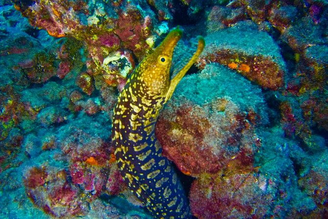 deep-diving-speciality-discover-a-new-world-up-to-40m-depth