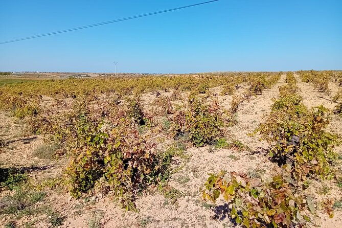 discover-madrids-best-exclusive-wine-tour-tastings-await