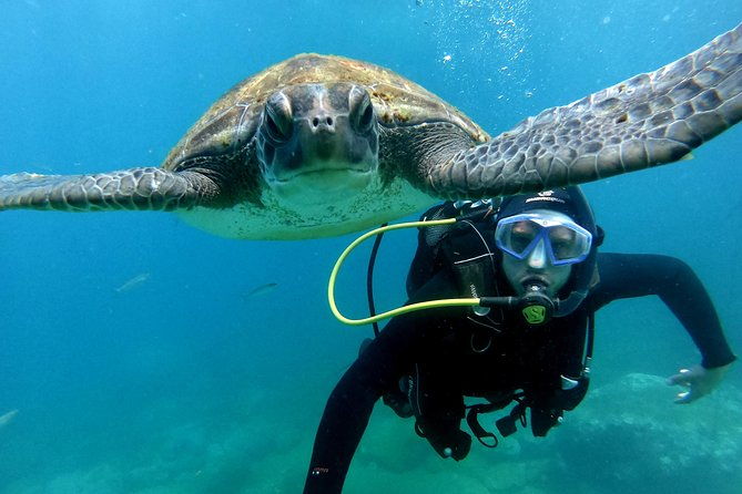 discover-scuba-diving-experience-in-turtle-habitat
