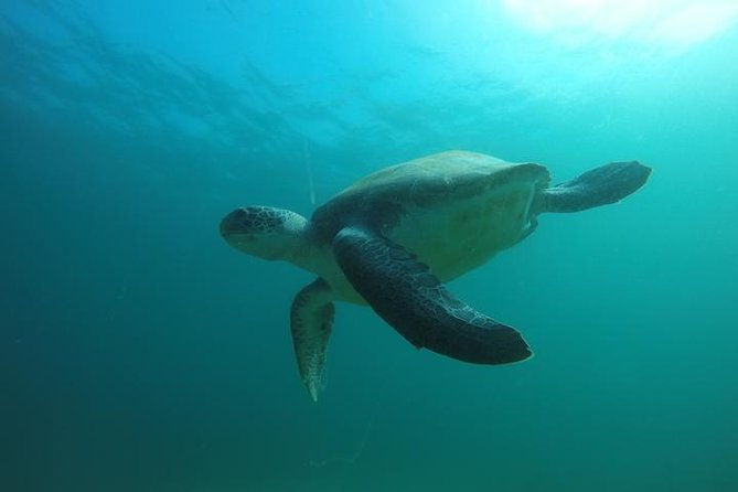 discover-scuba-diving-with-two-dives-in-the-ocean-in-tenerife-with-transfers-3