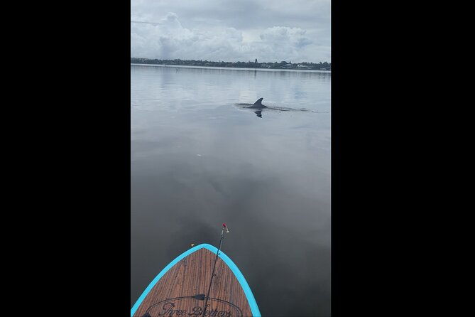 Dolphin and Manatee Adventure Tour of Naples With Florida History