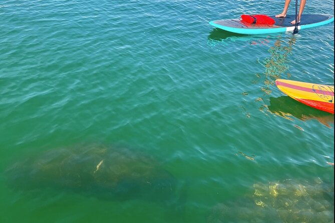 Dolphin and Manatee Tour of Marco Island by Kayak or SUP