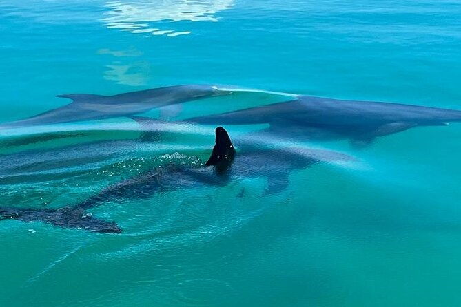 Dolphin Snorkel & Sandbar