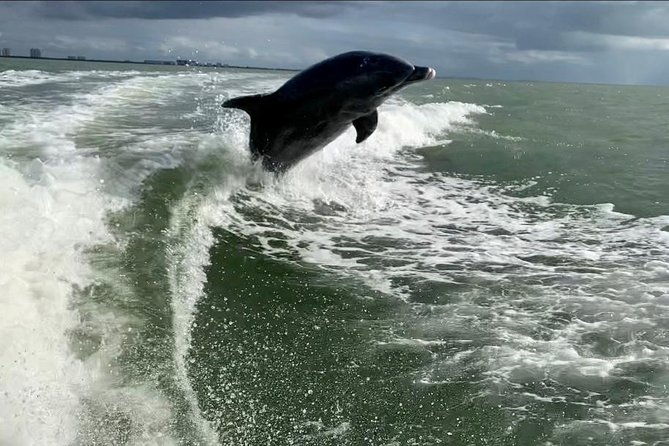 Dolphin Tours - Fort Myers Beach / Naples