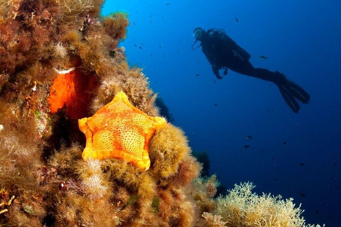 dubrovnik-1-dive-for-certified-divers