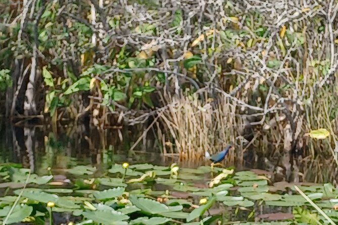 everglades-eco-airboat-tour-with-private-luxury-transportation