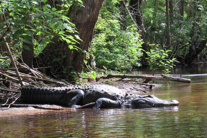 exclusive-nature-escape-kayak-adventure-on-blackwater-creek