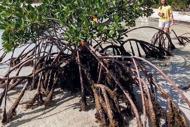 experience-the-eleutheras-and-pink-sands-beach