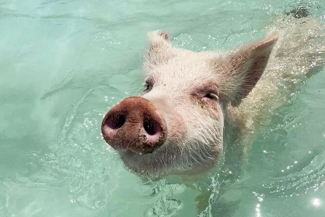 experience-the-exumas-and-the-world-famous-swimming-pigs