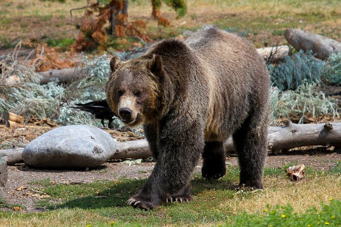 Family Friendly Private Tour at Yellowstone National Park W/Lunch