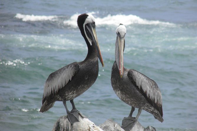 famous-vina-del-mar-premium-walking-tour-with-a-native-guide