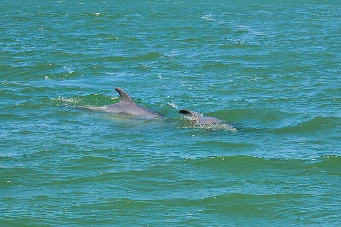 Fort Myers Beach Dolphin & Sightseeing Tour Refreshments Included