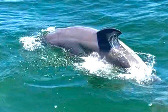 Frisky Mermaid Dolphin + Scenic Bay Sightseeing Tour