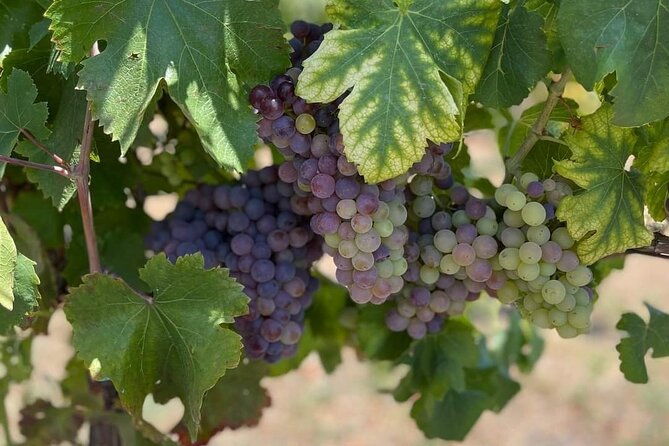 from-naples-pompeii-wine-tasting-private-day-tour-2