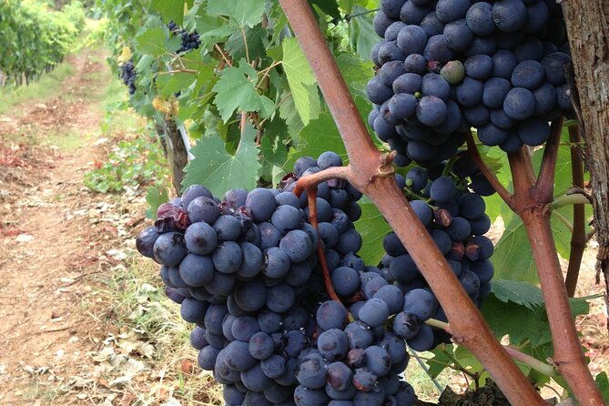 from-rome-tuscany-wine-tour-san-gimignano-4