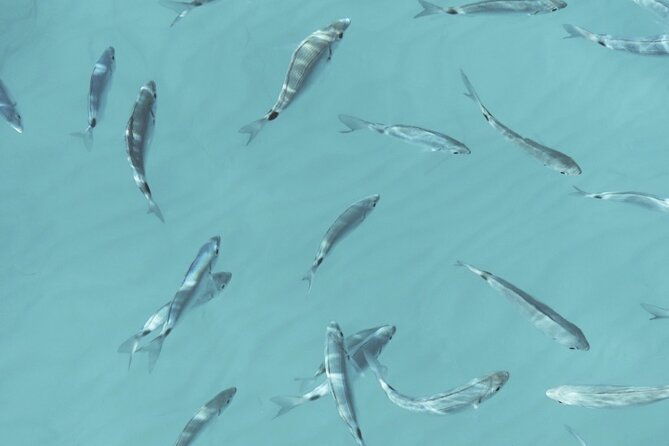 full-day-on-a-private-sailboat-in-mallorca