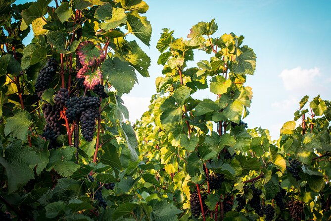 full-day-private-tour-to-kutna-hora-with-wine-tasting