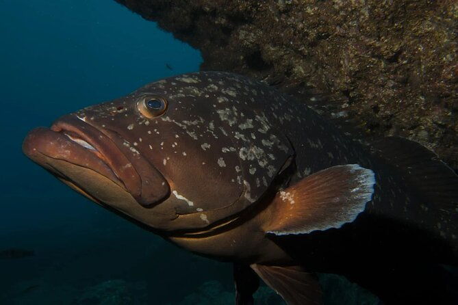 garajau-statue-of-the-christ-king-private-tuk-tuk-tour