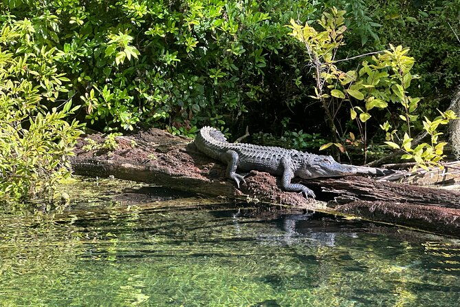 gator-viewing-clear-kayak-springs-tour